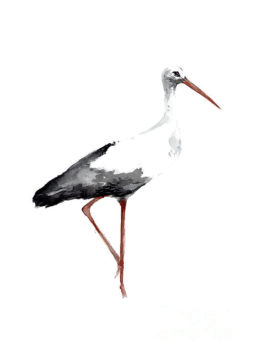 Drawing Animal Bird Stork Art Print Watercolor Poster Bird