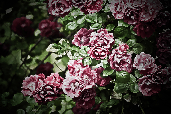 Antique Pink Roses Photograph