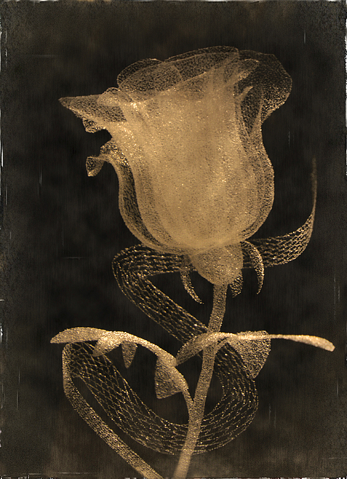 Kaye Menner - Antique Rose of Glass
