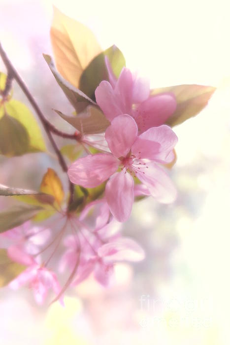 Tara Shalton - Apple Blossoms