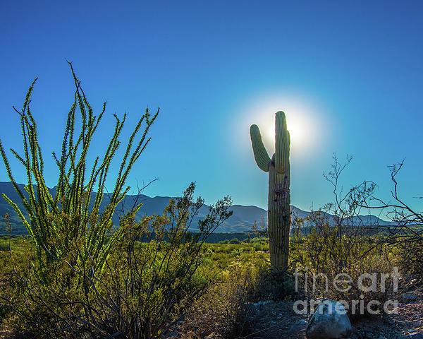 Stephen Whalen - Arizona Cactus