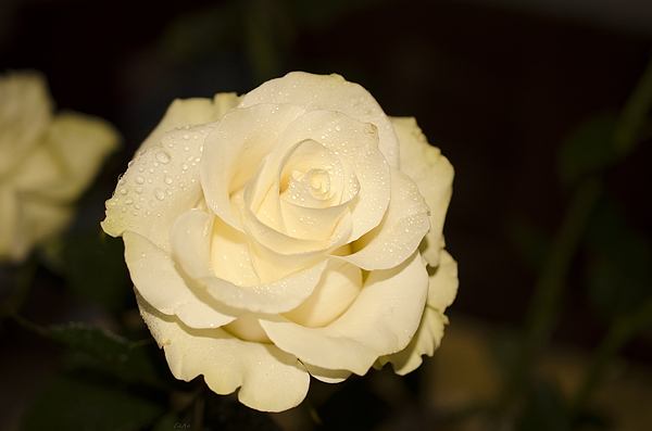 Jasmine Flowers Photograph by Galina Lavrova - Pixels