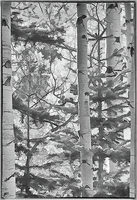 Aspens In Black And White Photograph