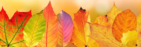 Fall Photographs