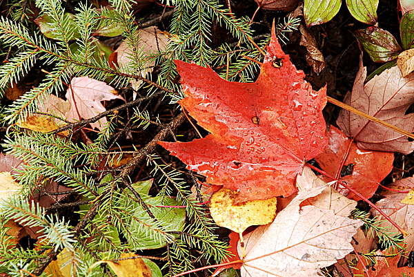 Larry Ricker - Autumn Leaves