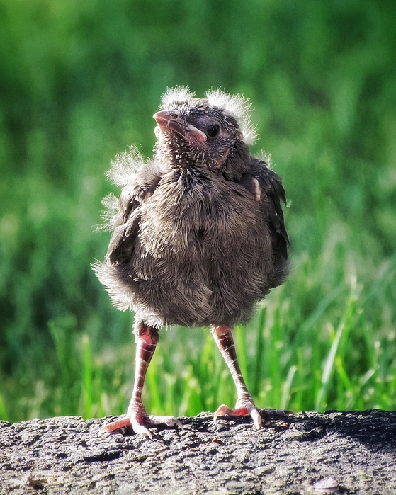 Baby Bath Photograph by LeAnne Perry - Fine Art America