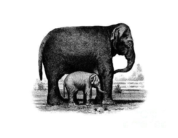Baby Elephant T-shirt Drawing