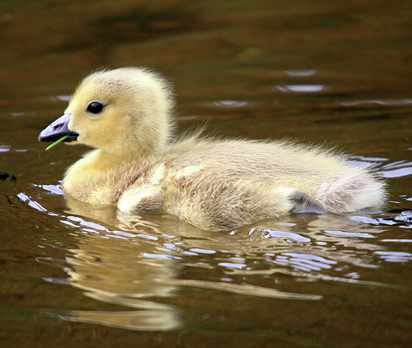 Baby Goose Photograph