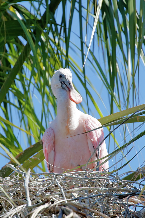 https://images.fineartamerica.com/images/artworkimages/medium/1/baby-roseate-spoonbill-daniel-caracappa.jpg