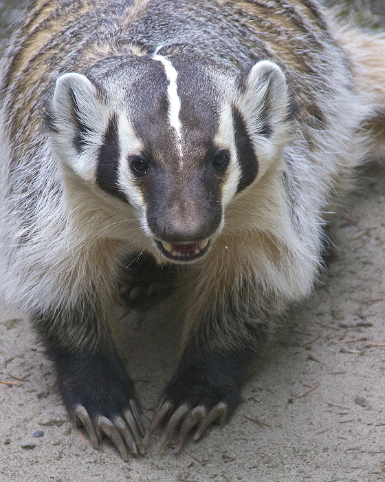 Badgered Badger Photograph