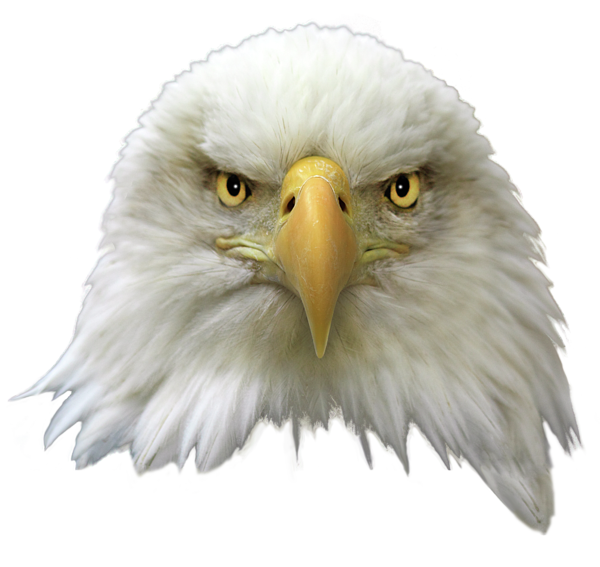 eagle face png