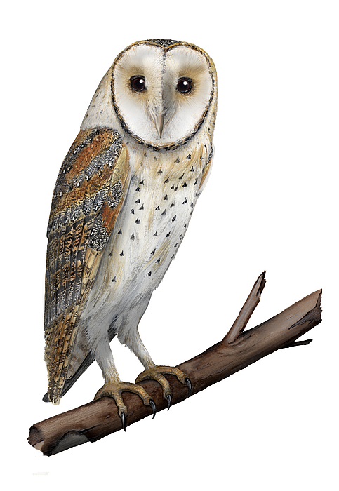 Barn Owl Screech Owl Tyto Alba - Effraie Des Clochers- Lechuza Comun- Tornuggla - Nationalpark Eifel Painting