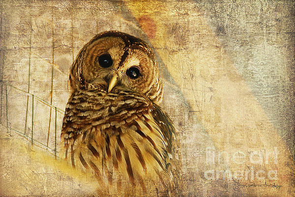 Lois Bryan - Barred Owl