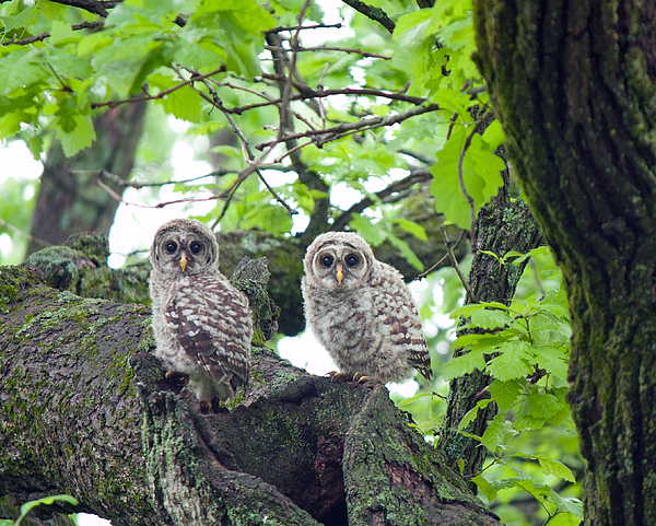 Barred Owlets 1 2014 Print by June Goggins