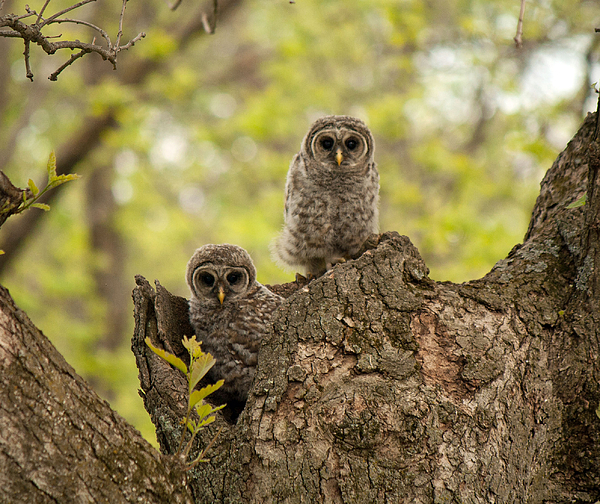Barred Owlets 5 2015 by June Goggins