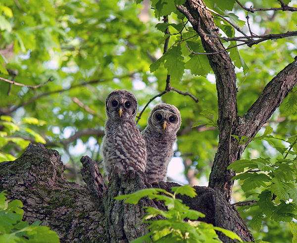 Barred Owlets 7 2014 by June Goggins