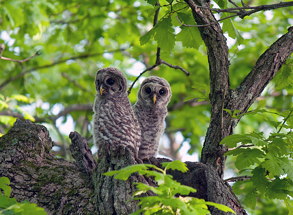 Barred Owlets 8 2014 by June Goggins
