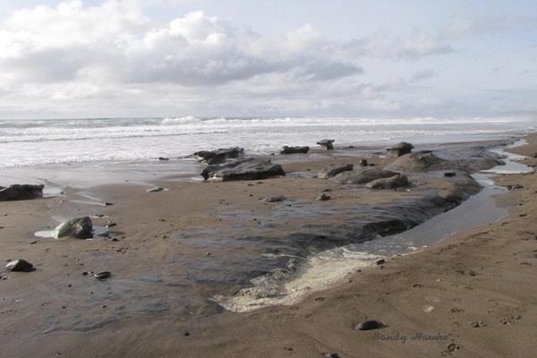 Basalt On The Beach by Sandy Hawke