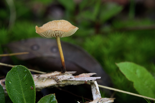 Small Mycena mushroom growing on a log Shower Curtain