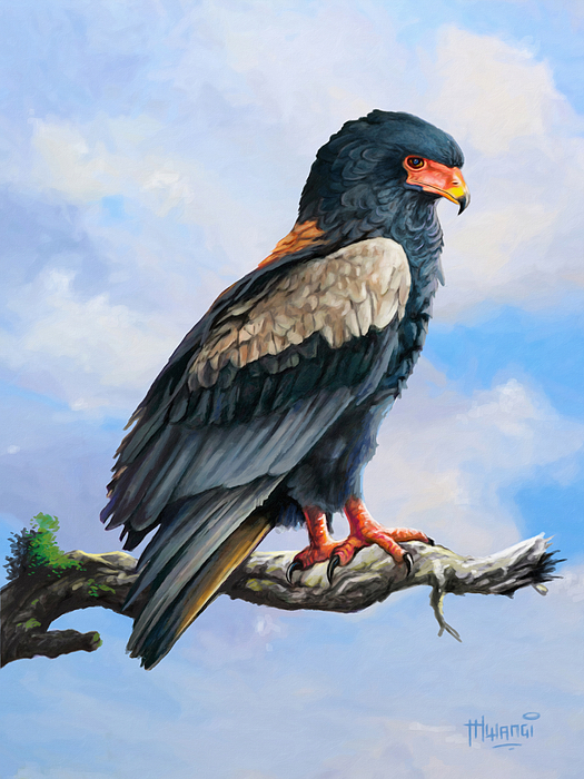 Bateleur Eagle Painting