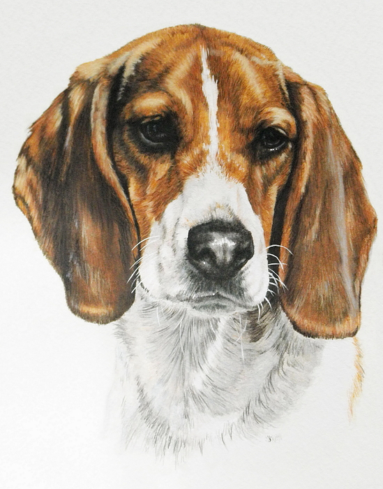 Barbara Keith - Beagle in Watercolor