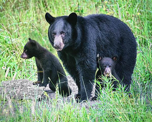 Black Bear Family at Rock Yoga Mat for Sale by Timothy Flanigan