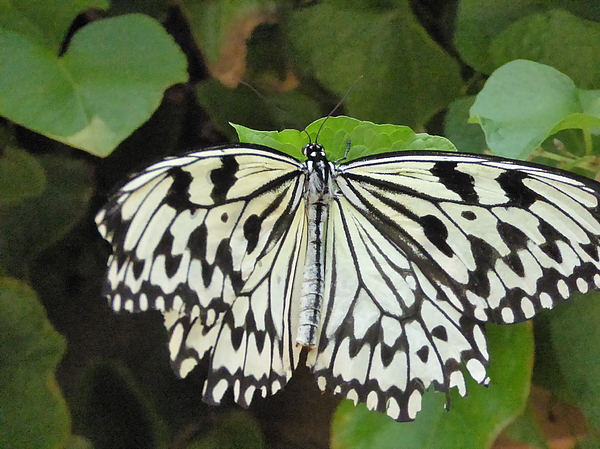 Beautiful Black And Cream Colored Butterfly by Original Technique