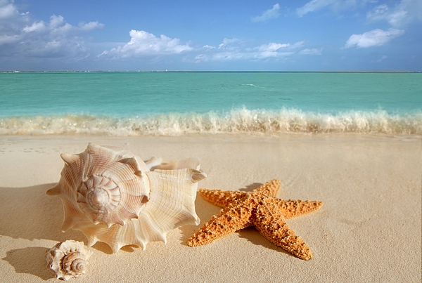 Boon Mee - Beautiful Shell on Sand