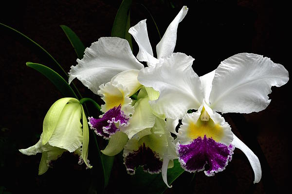 Jeannie Rhode - Beautiful White Orchids
