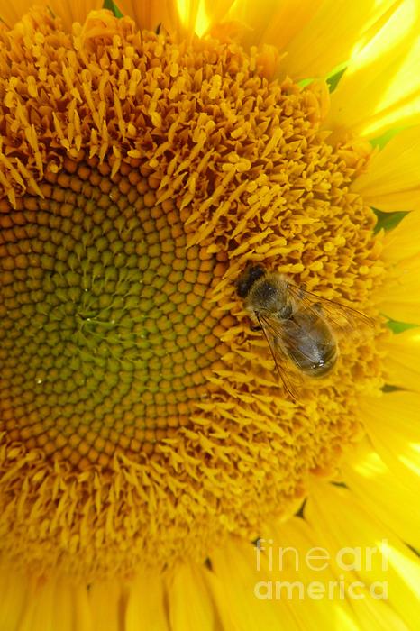 Jean Bernard Roussilhe - Bee on Sunflower 2