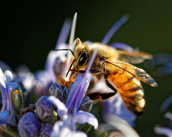 Insect Art