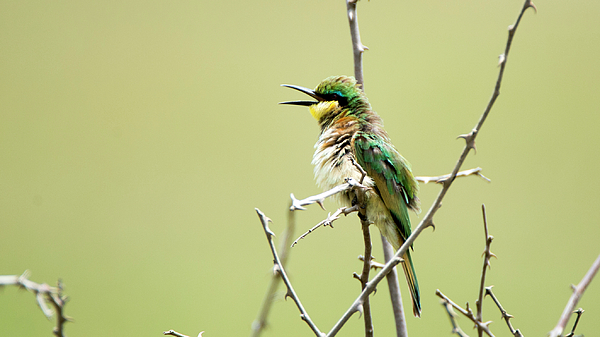 https://images.fineartamerica.com/images/artworkimages/medium/1/beeeater-singsong-randy-gebhardt.jpg