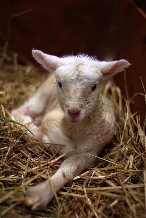Behold The Lamb Photograph