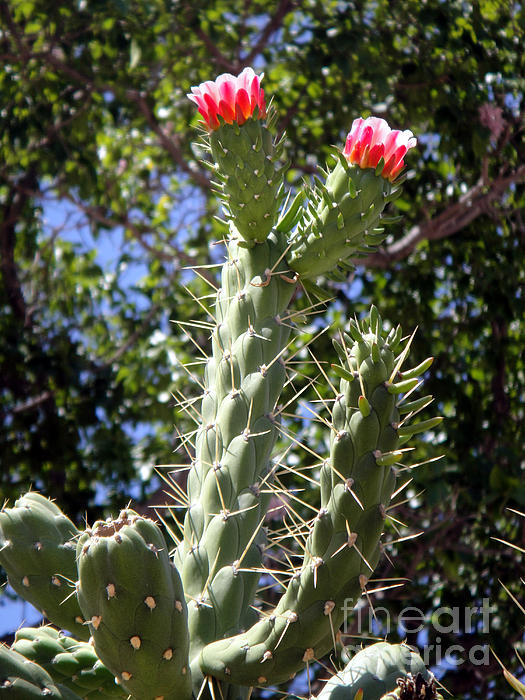 https://images.fineartamerica.com/images/artworkimages/medium/1/big-cactus-with-red-flowers-sofia-metal-queen.jpg