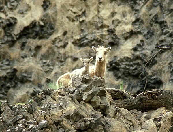 Bighorn Sheep Calf Photograph