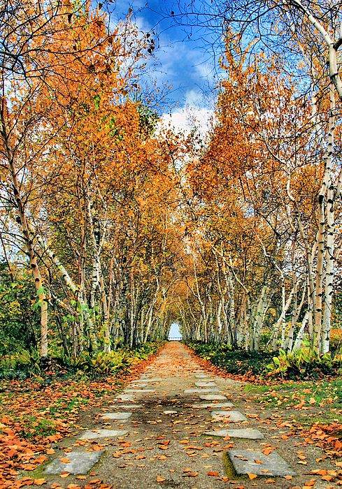 Birch Pathway Photograph