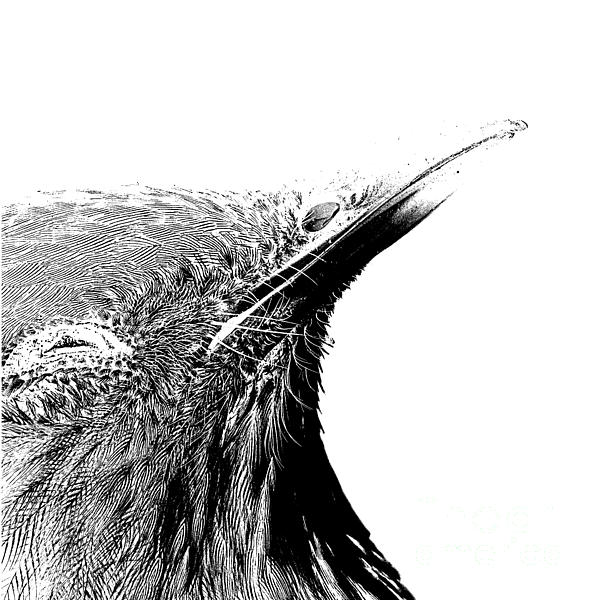 Bird Transparent Background Drawing