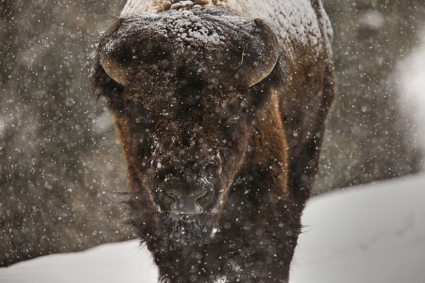 Bison Buffalo Wyoming Yellowstone Digital Art