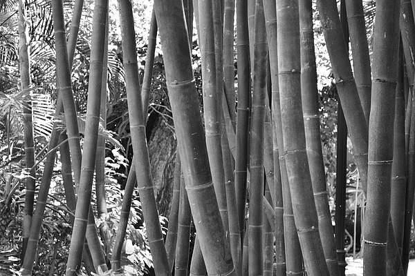 Black And White Bamboo Grove by GK Hebert Photography