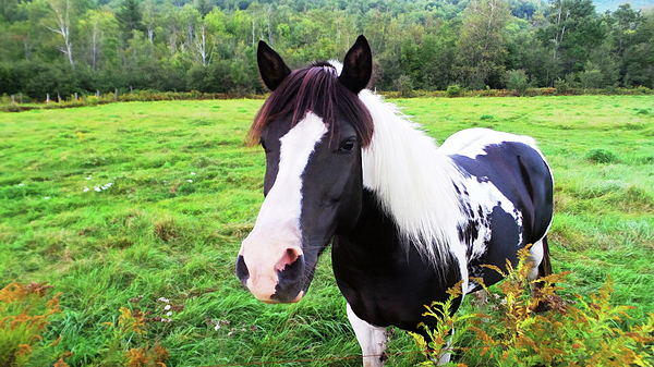 Black And White Horse-natural Setting Photograph