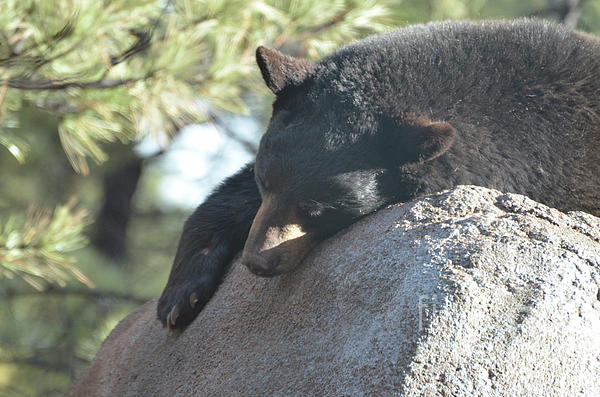 https://images.fineartamerica.com/images/artworkimages/medium/1/black-bear-sleeping-on-top-of-a-rock-dejavu-designs.jpg