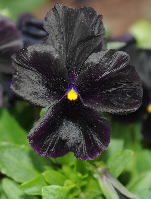 Black Pansy