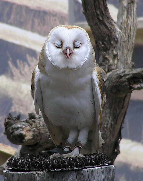 Louise Magno - Blinking Owl