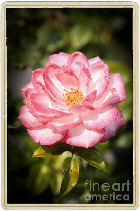 Stefano Senise - Blooming Pink Rose