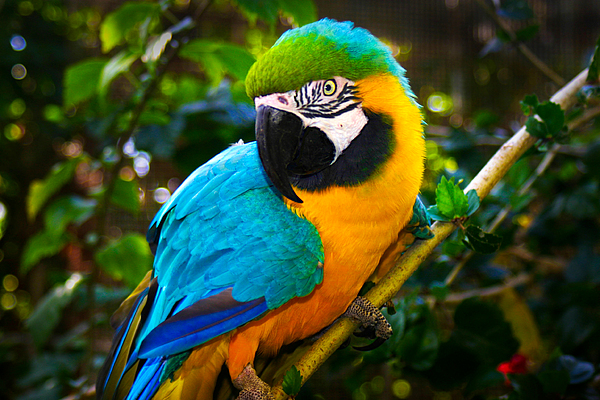 Blue And Gold Macaw Photograph