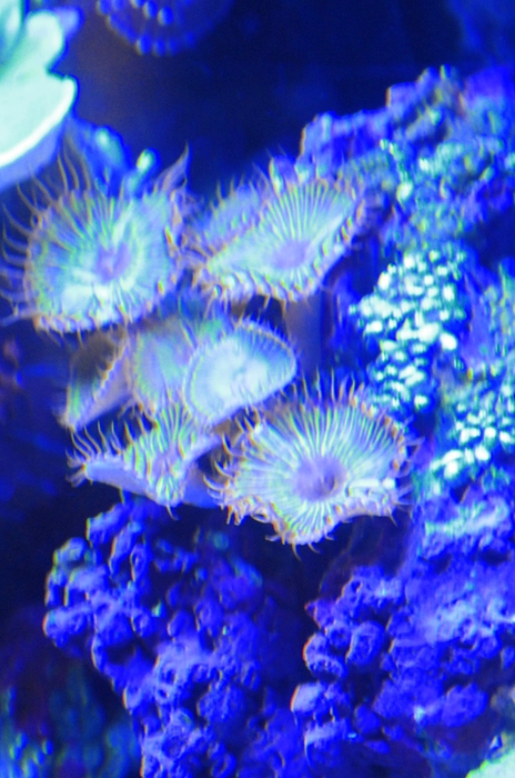 Blue Aquarium Photograph