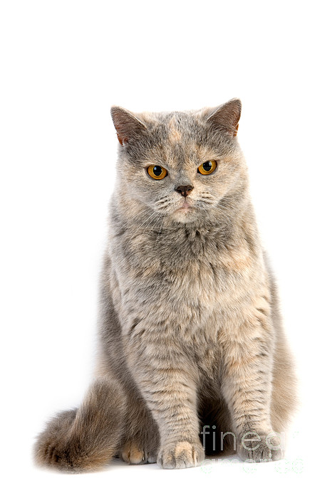 British shorthair sales cream and white