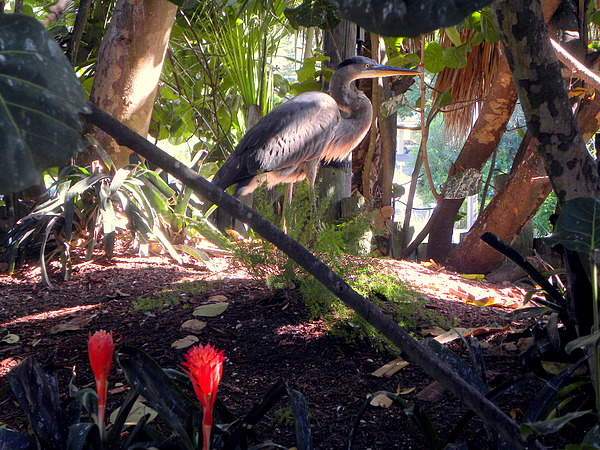 Heron Digital+art