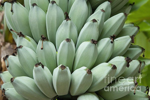 Banana Bunch Photograph by Inga Spence - Fine Art America
