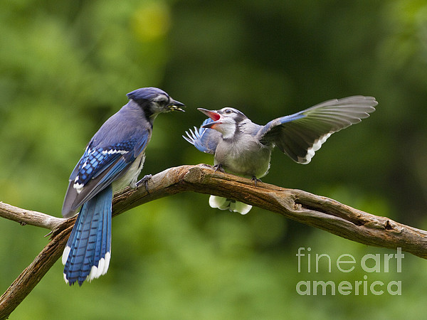 Blue Jay Bird Cyanocitta Cristata From Side T-Shirt